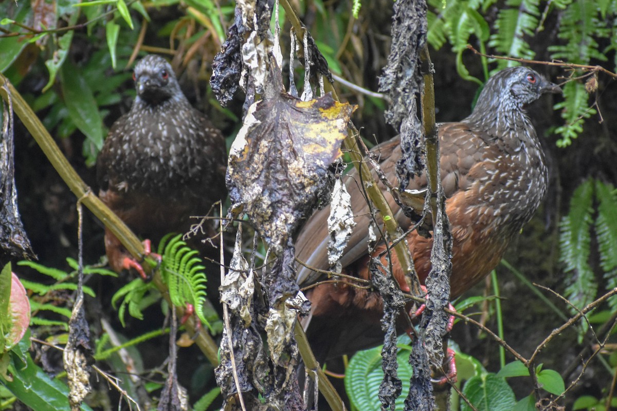 Andean Guan - ML647257329