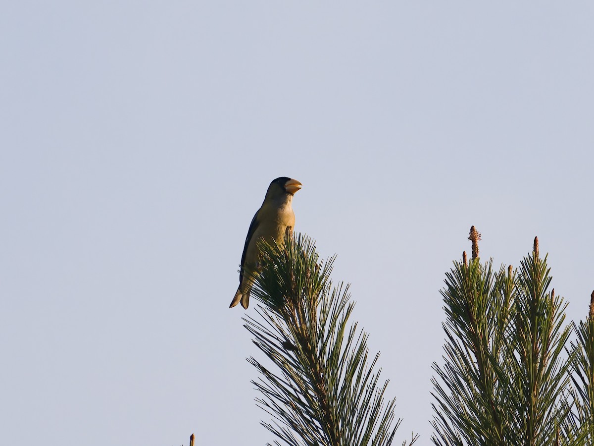 Hooded Grosbeak - ML647257334