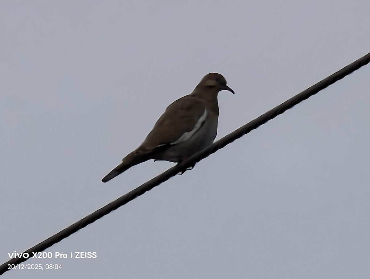 ハジロバト - ML647257337