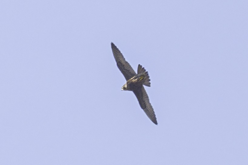 Peregrine Falcon - ML647257372