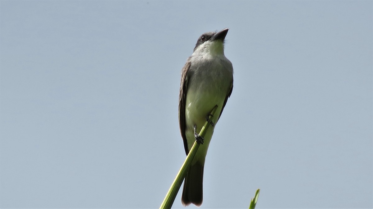 Gray Kingbird - ML647257395