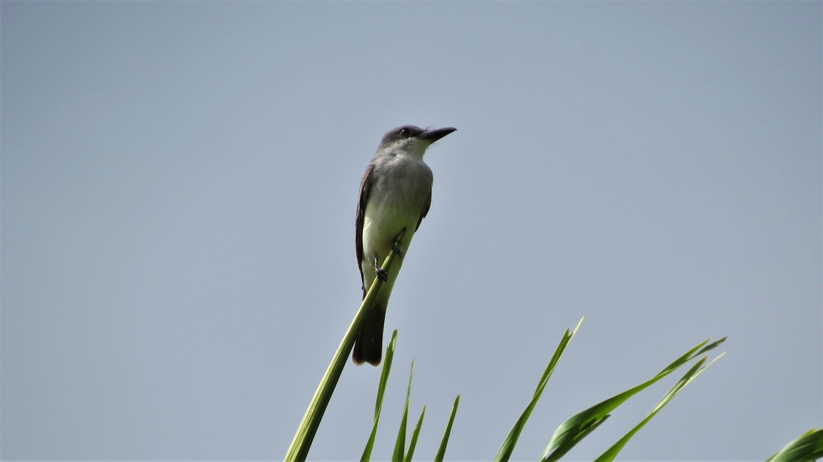 Gray Kingbird - ML647257396