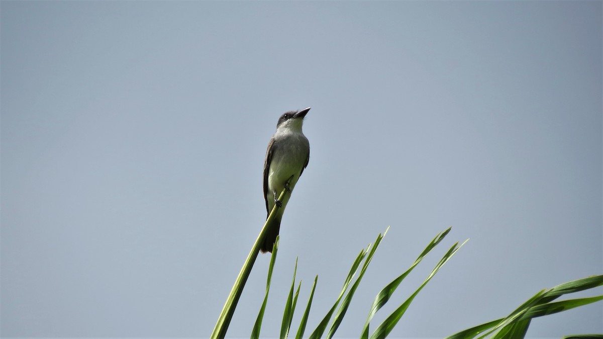 Gray Kingbird - ML647257398