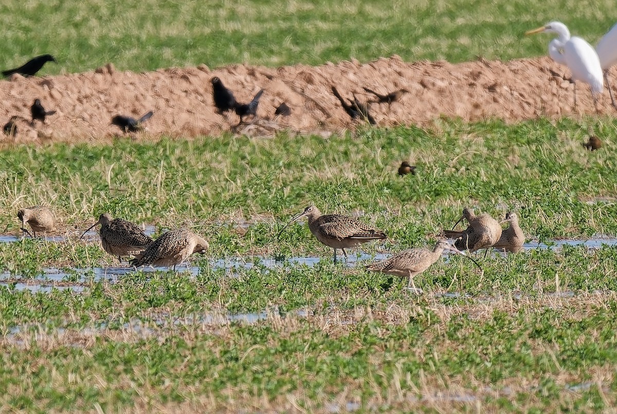 Кульон американський - ML647257409