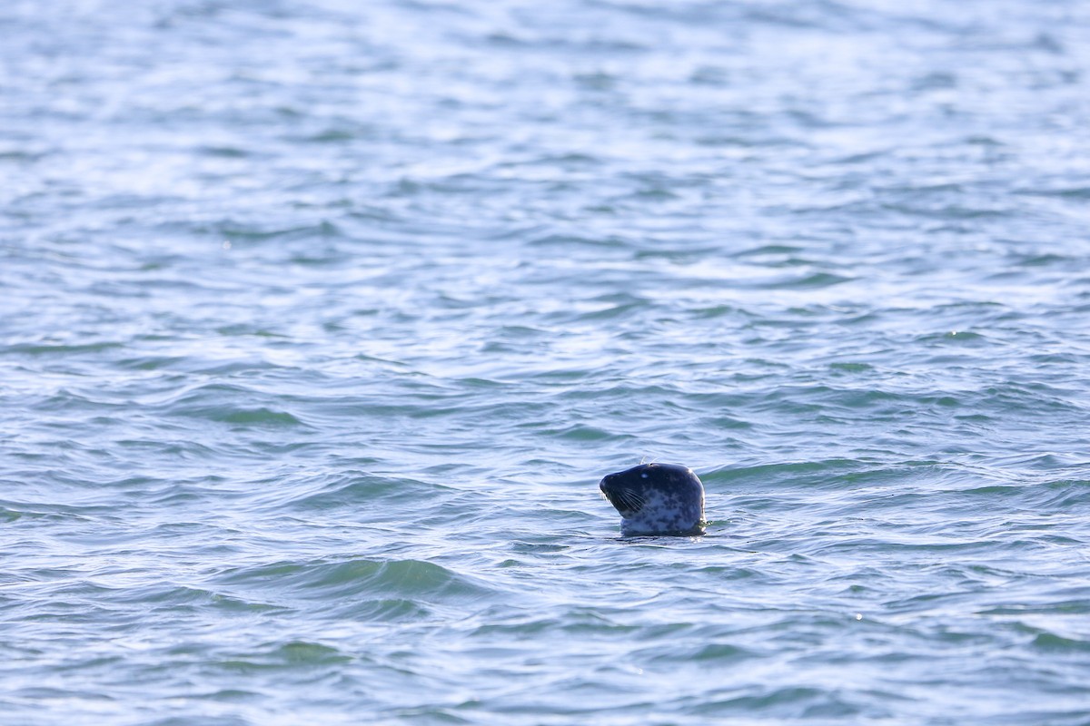 Harbor Seal - ML647257436