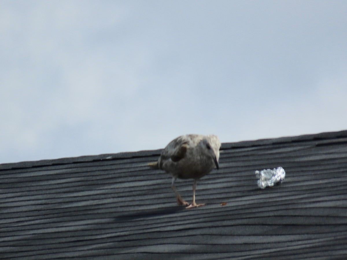 racek americký - ML647257440