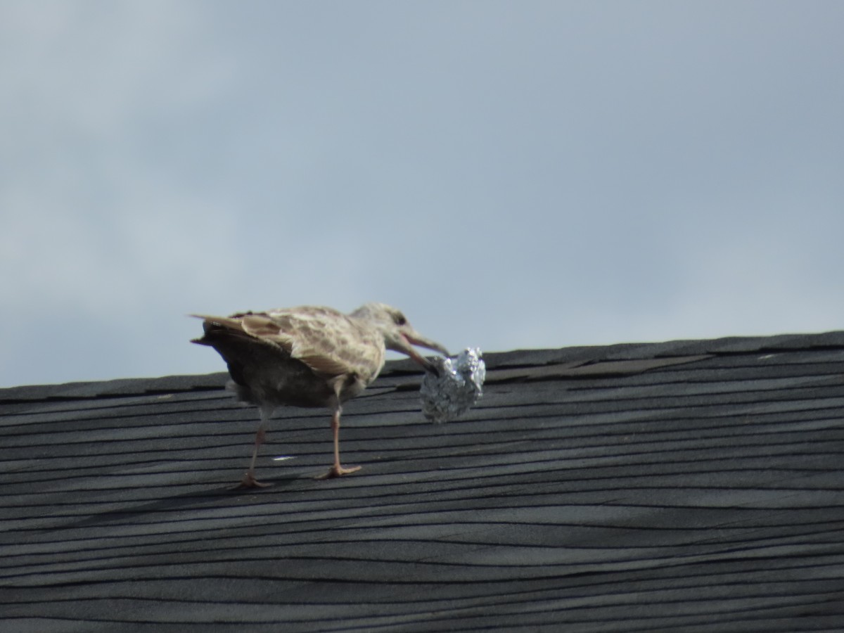 racek americký - ML647257441