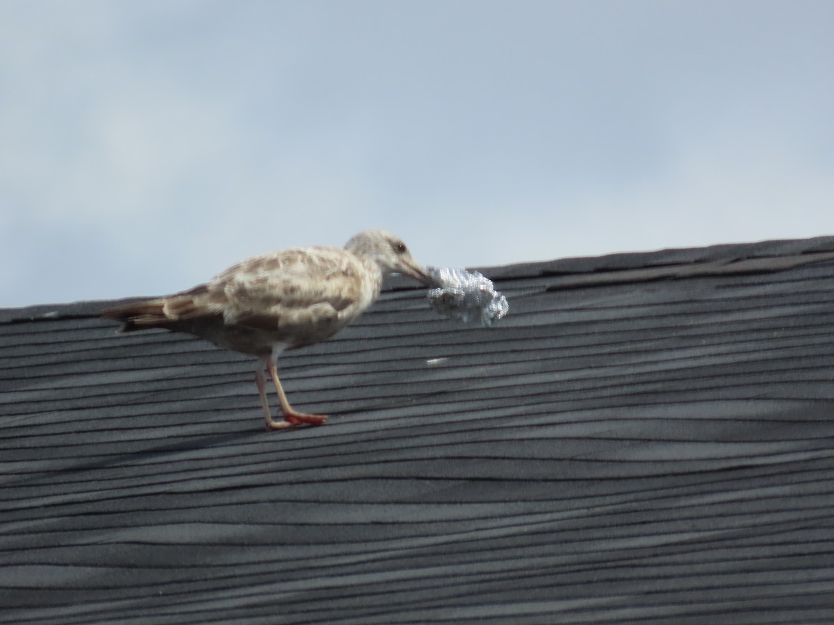 racek americký - ML647257442