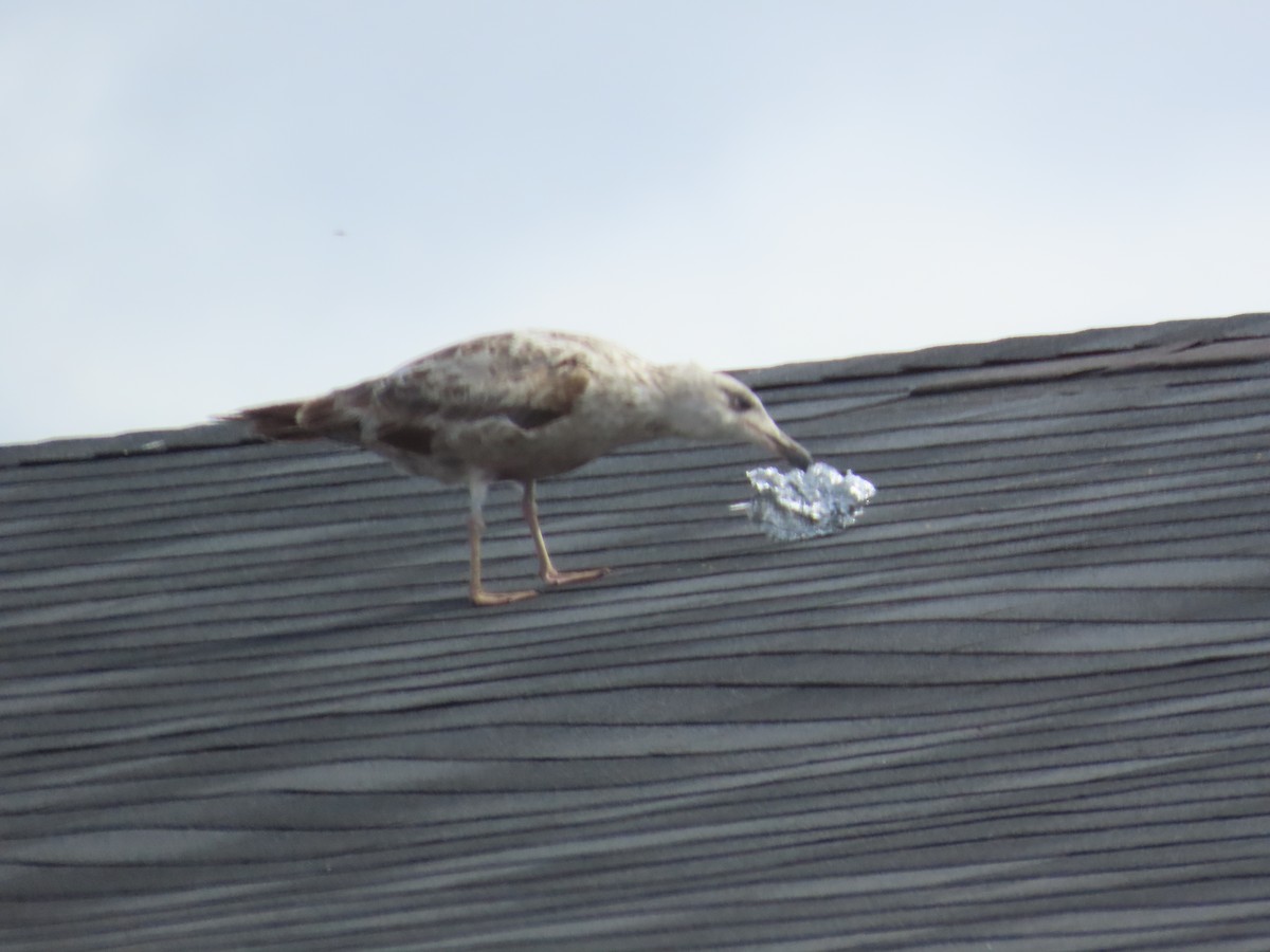 racek americký - ML647257443