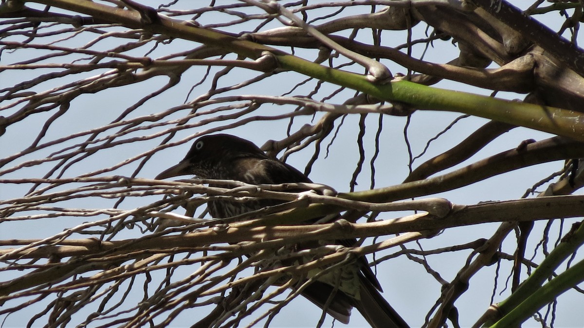 Pearly-eyed Thrasher - ML647257480