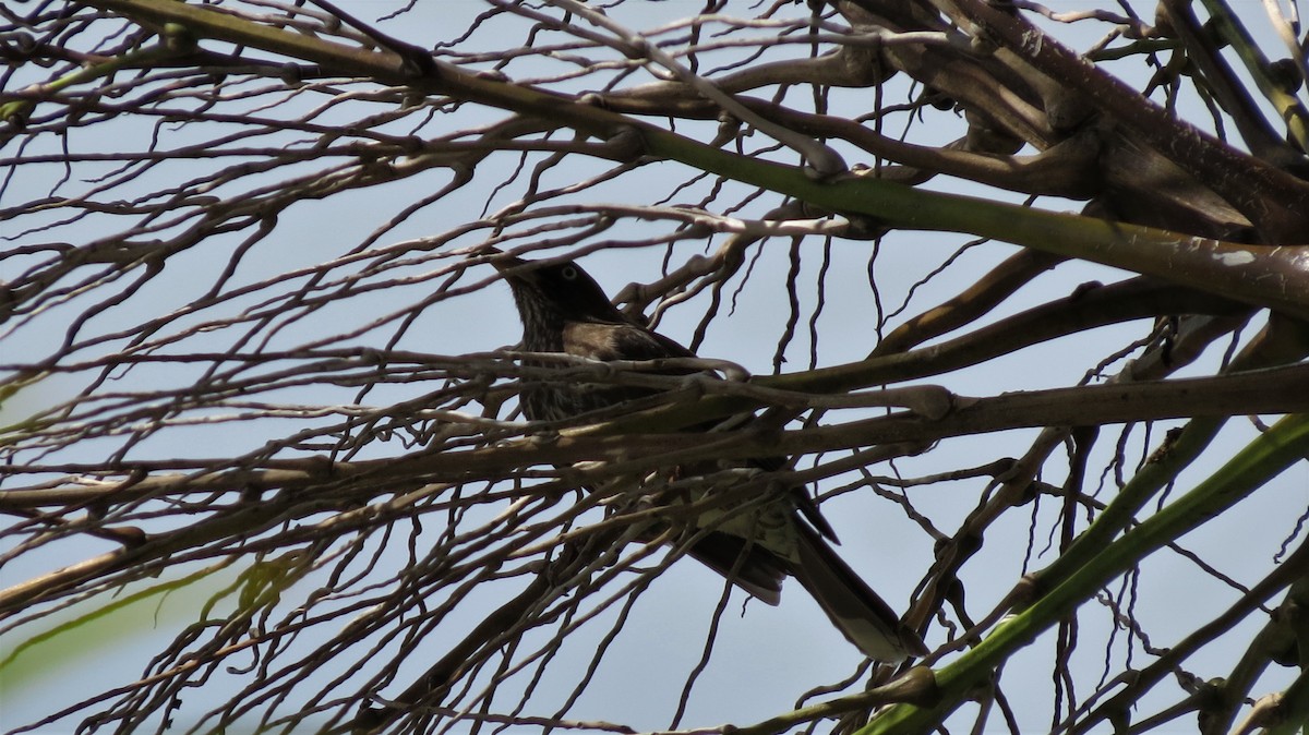 Pearly-eyed Thrasher - ML647257481