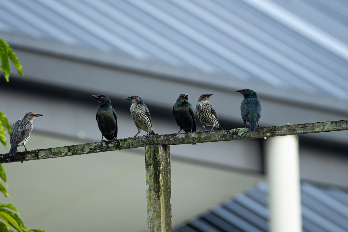 Malay Sığırcığı - ML647257490