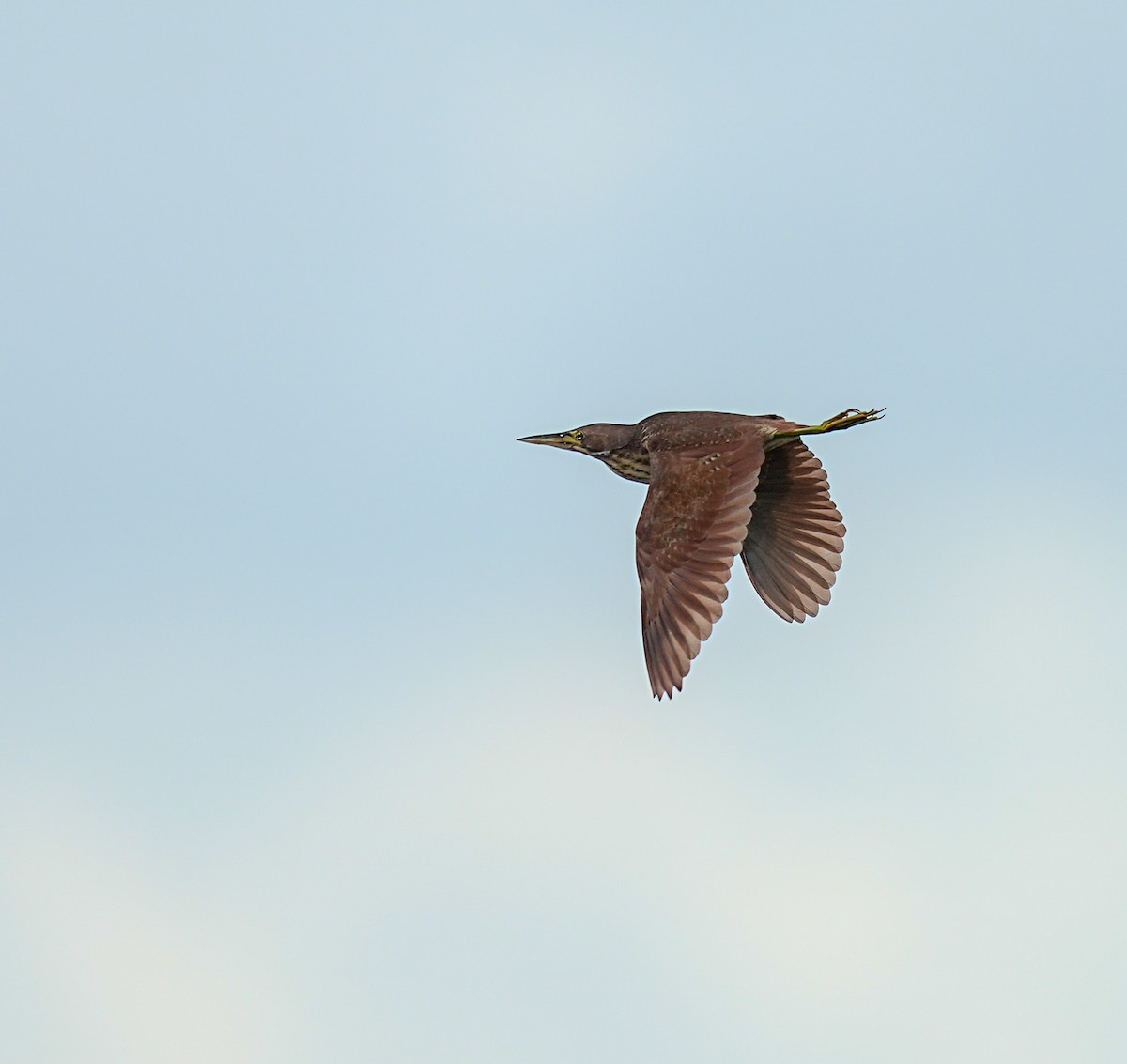 Cinnamon Bittern - ML647257494
