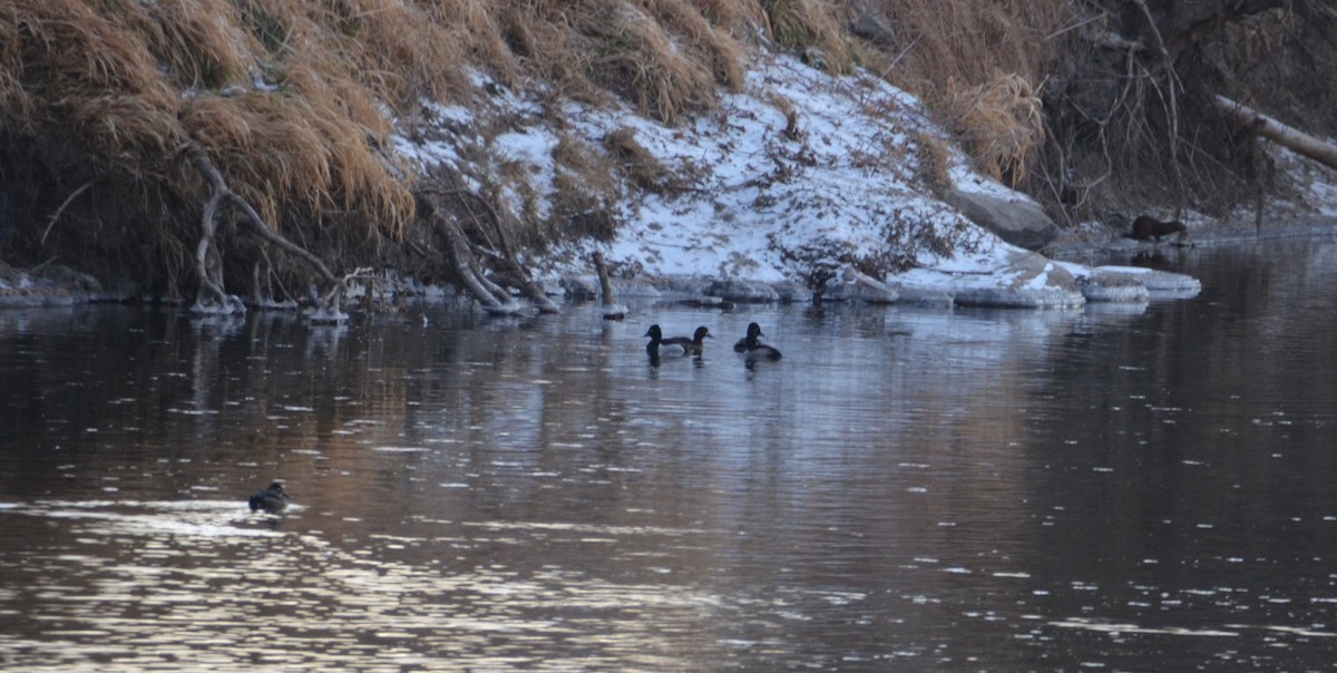 Ring-necked Duck - ML647257513