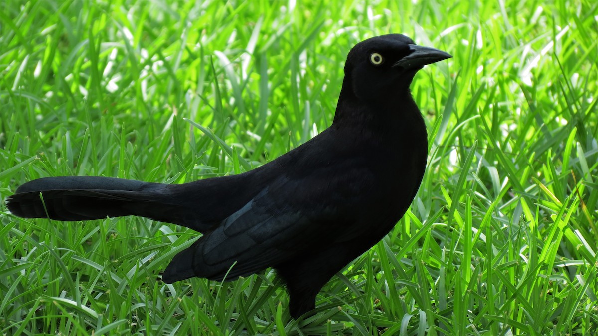 Carib Grackle - ML647257529