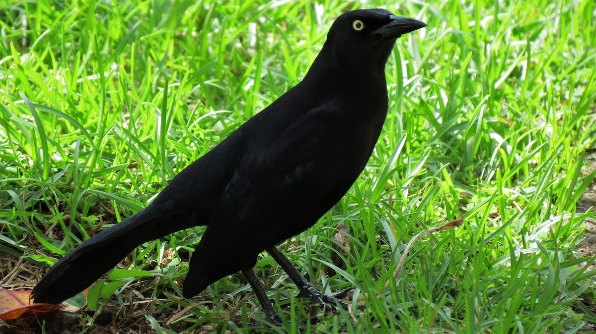 Carib Grackle - ML647257530