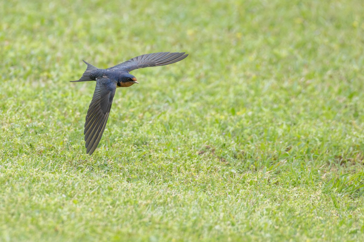 Ластівка сільська (підвид erythrogaster) - ML647257541