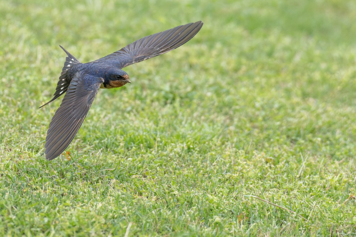 Ластівка сільська (підвид erythrogaster) - ML647257542