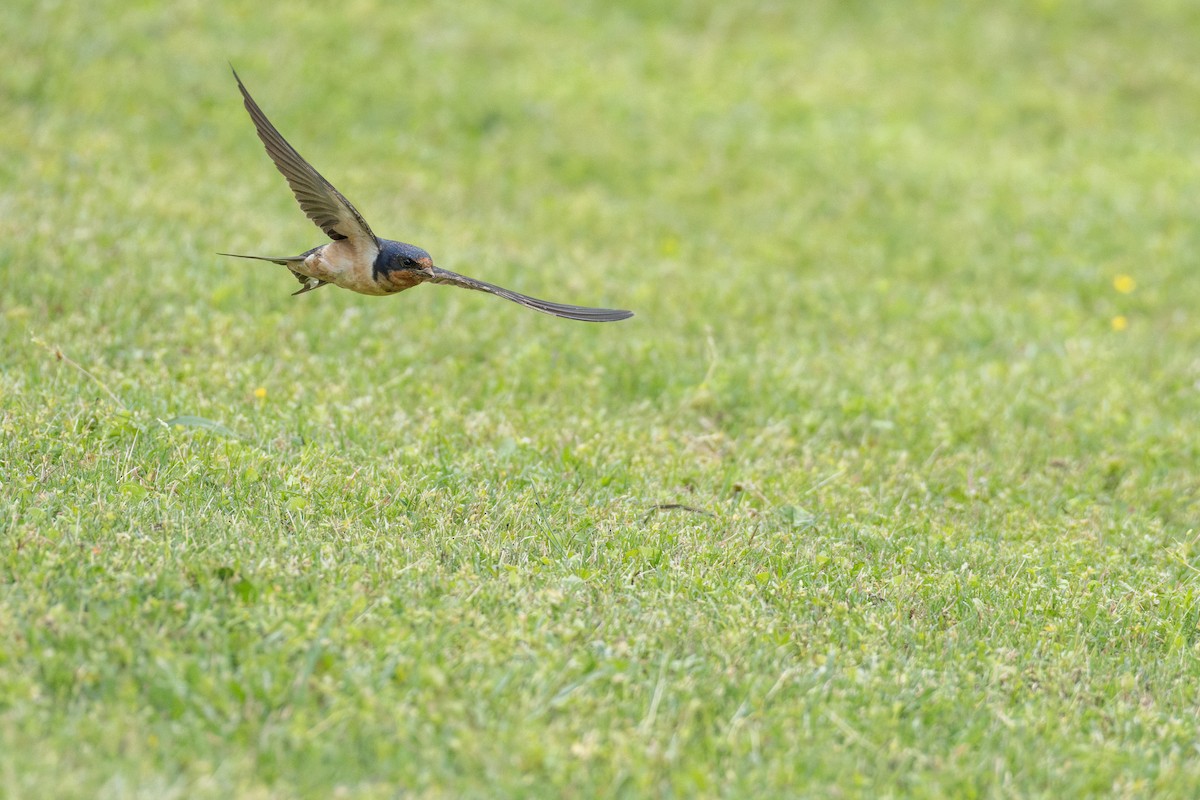 Ластівка сільська (підвид erythrogaster) - ML647257543