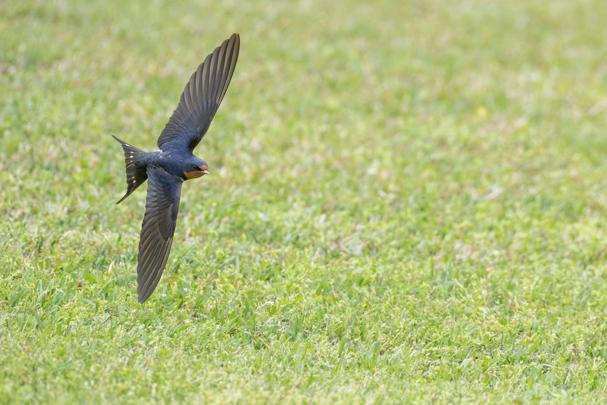 Ластівка сільська (підвид erythrogaster) - ML647257544