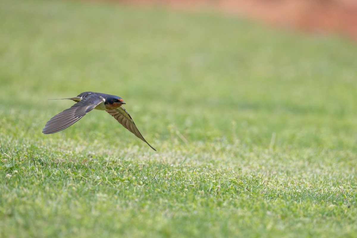 Ластівка сільська (підвид erythrogaster) - ML647257545