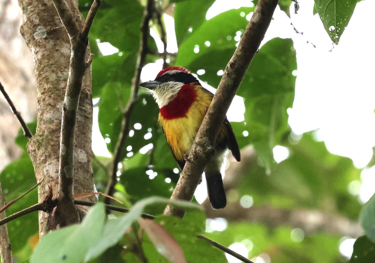 Scarlet-banded Barbet - ML647257546