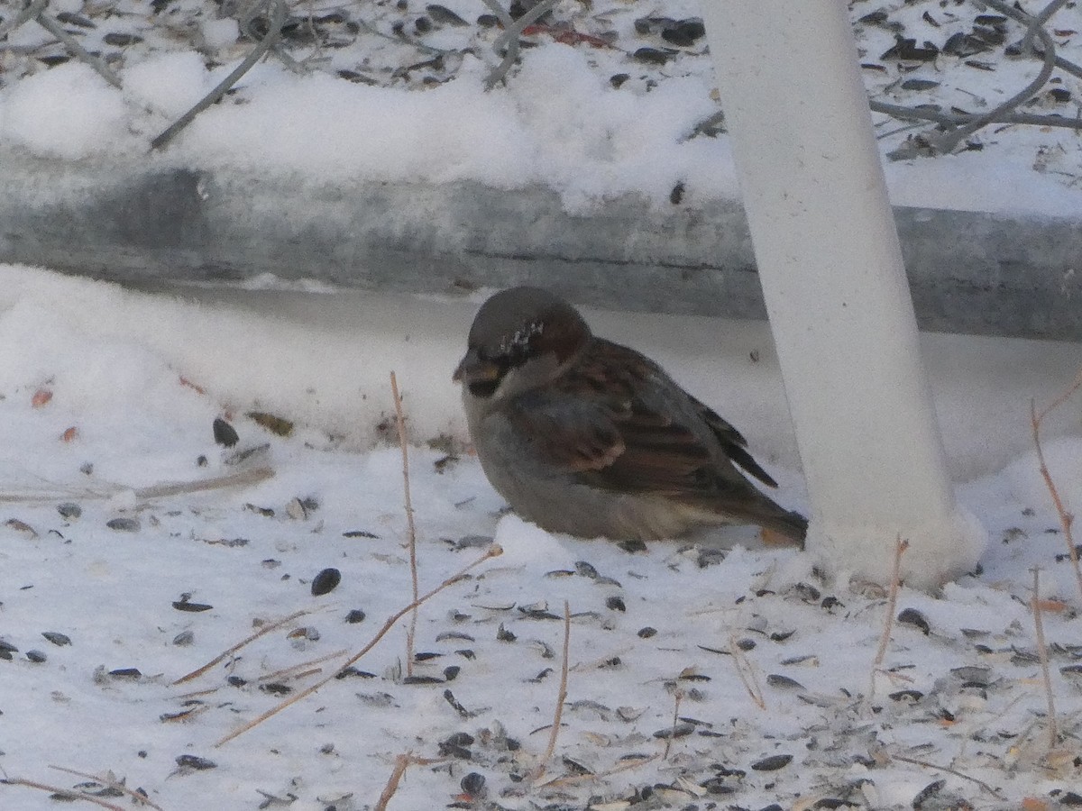House Sparrow - ML647257547