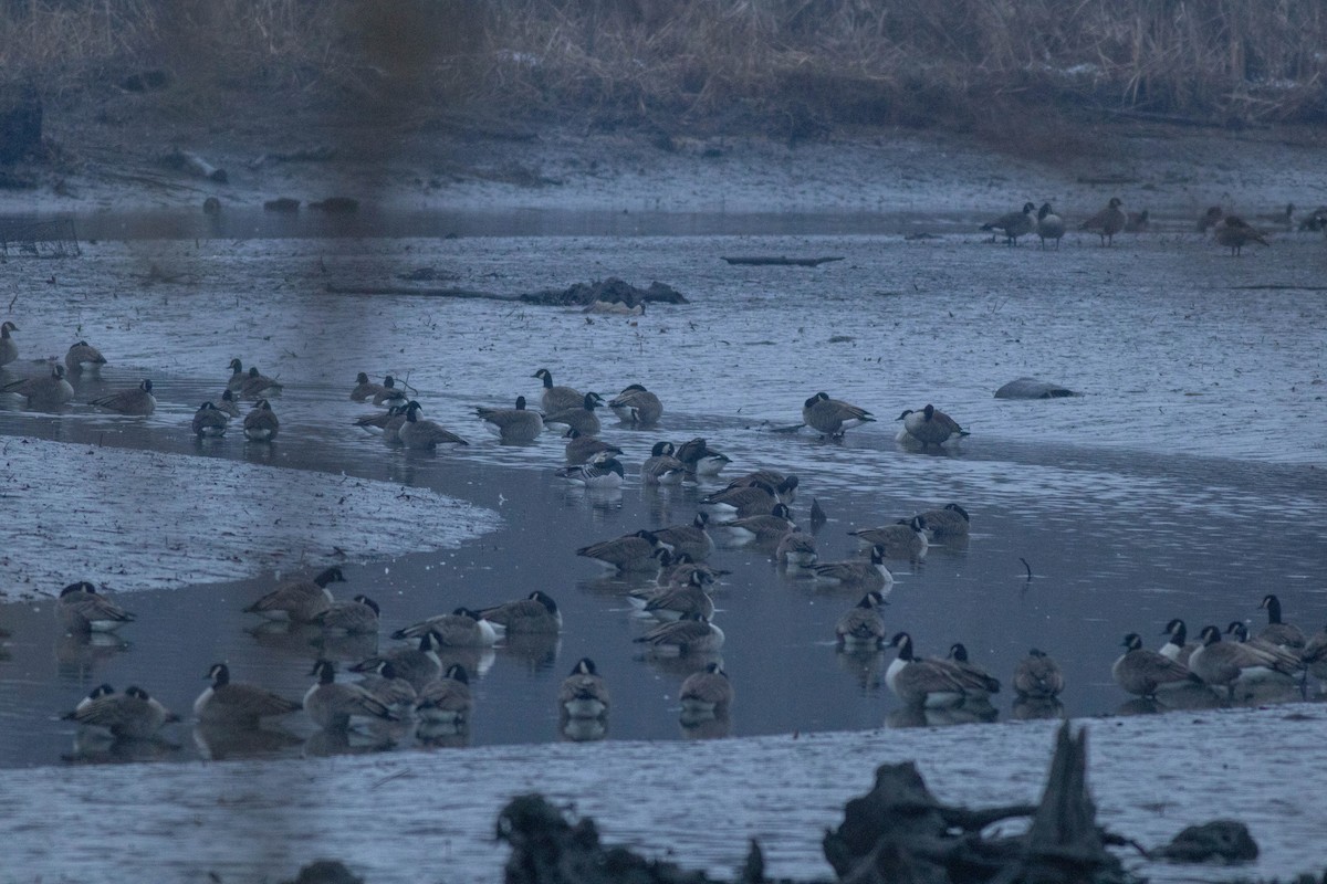 Barnacle Goose - ML647257566