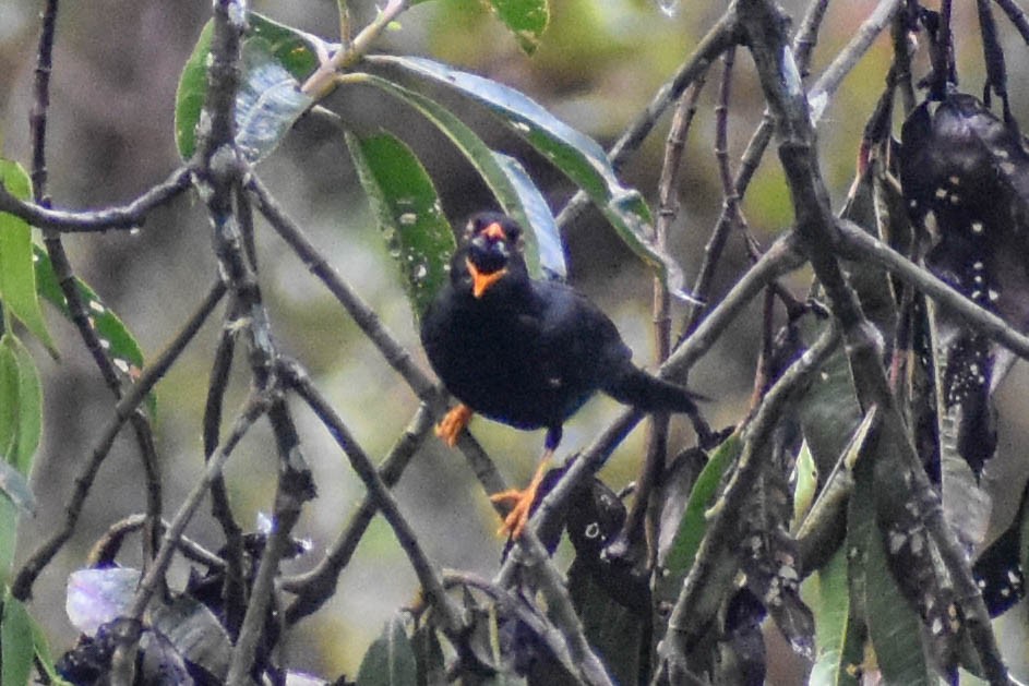 Glossy-black Thrush - ML647257567