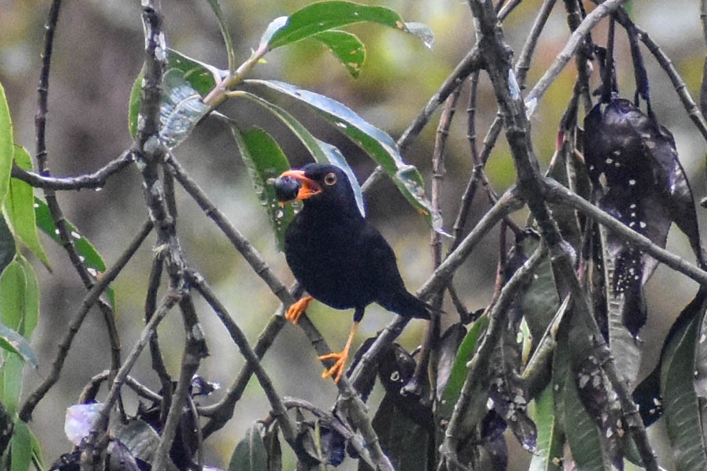 Glossy-black Thrush - ML647257570