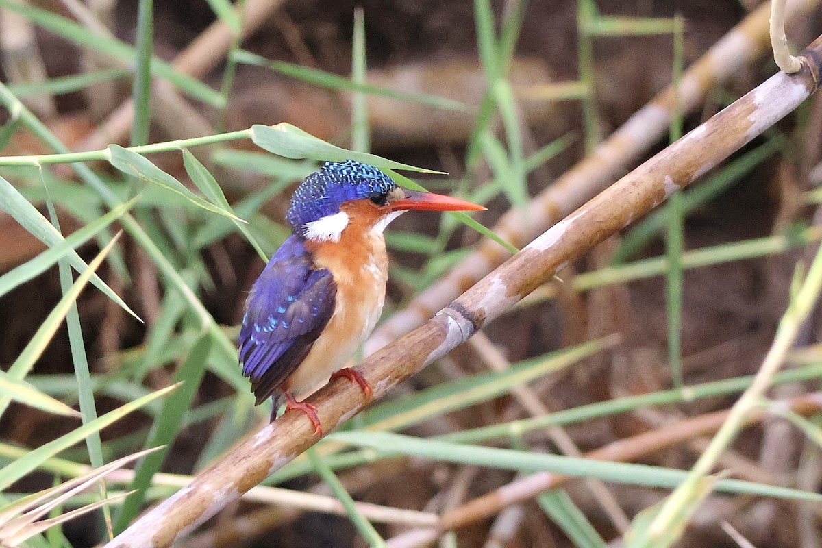 Martín Pescador Malaquita - ML647257575