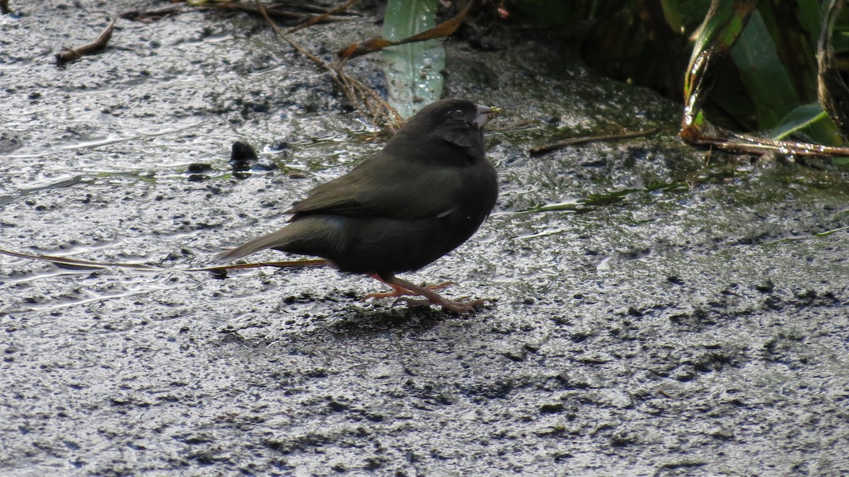 Black-faced Grassquit - ML647257580