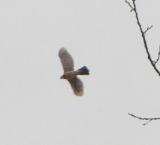 Cooper's Hawk - ML647257597