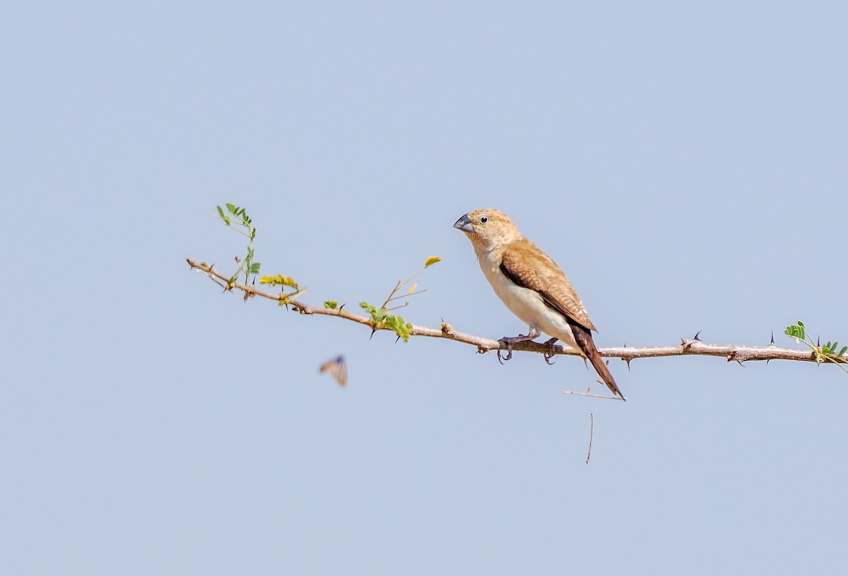 アフリカギンバシ - ML647257598