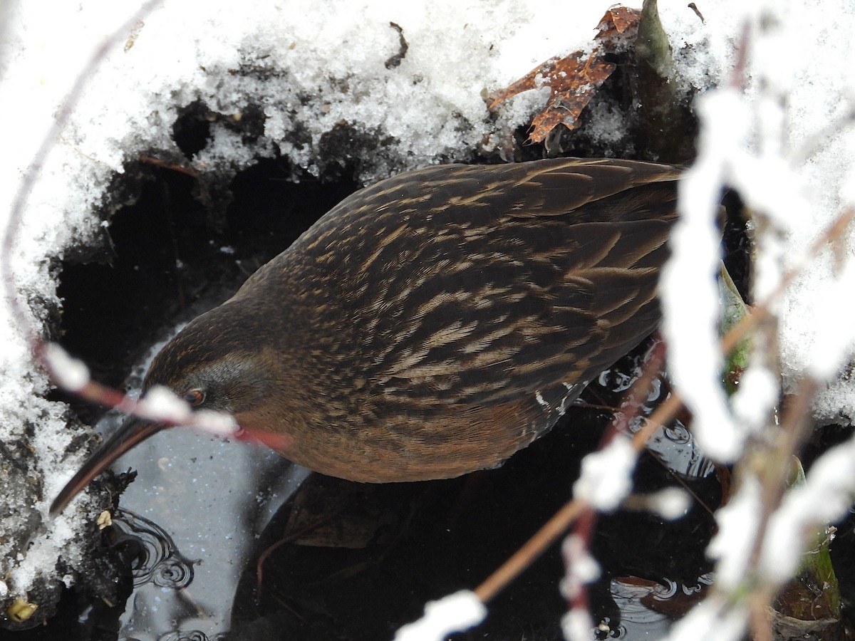 Virginia Rail - ML647257604