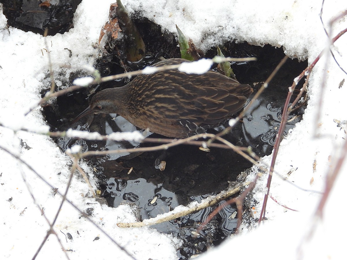 Virginia Rail - ML647257607