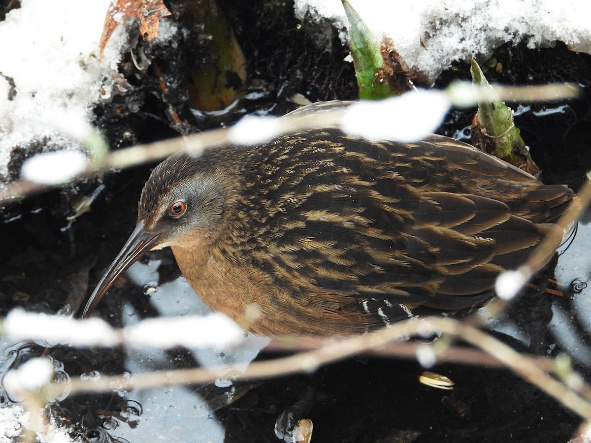 Virginia Rail - ML647257612