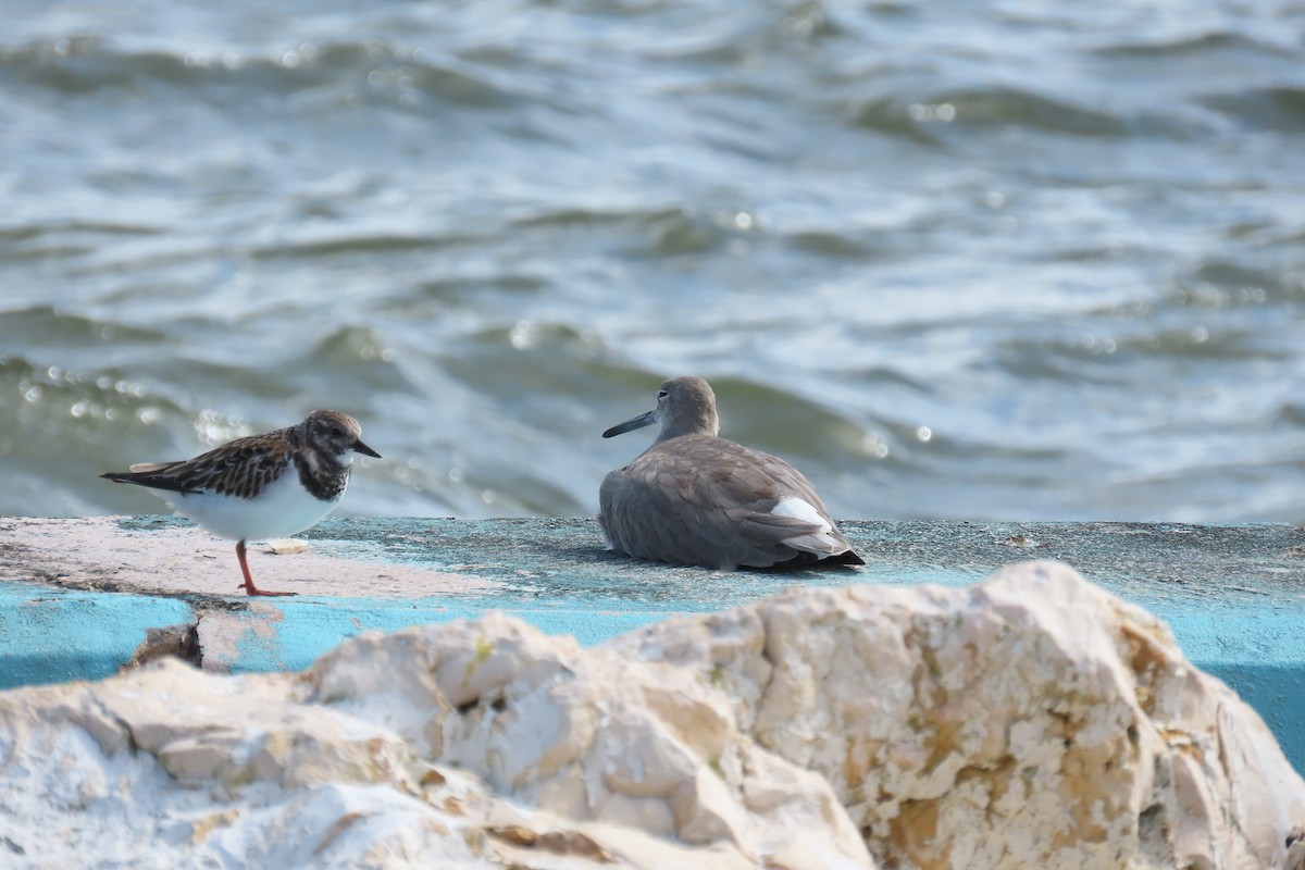 ארנריה אדמונית - ML647257613
