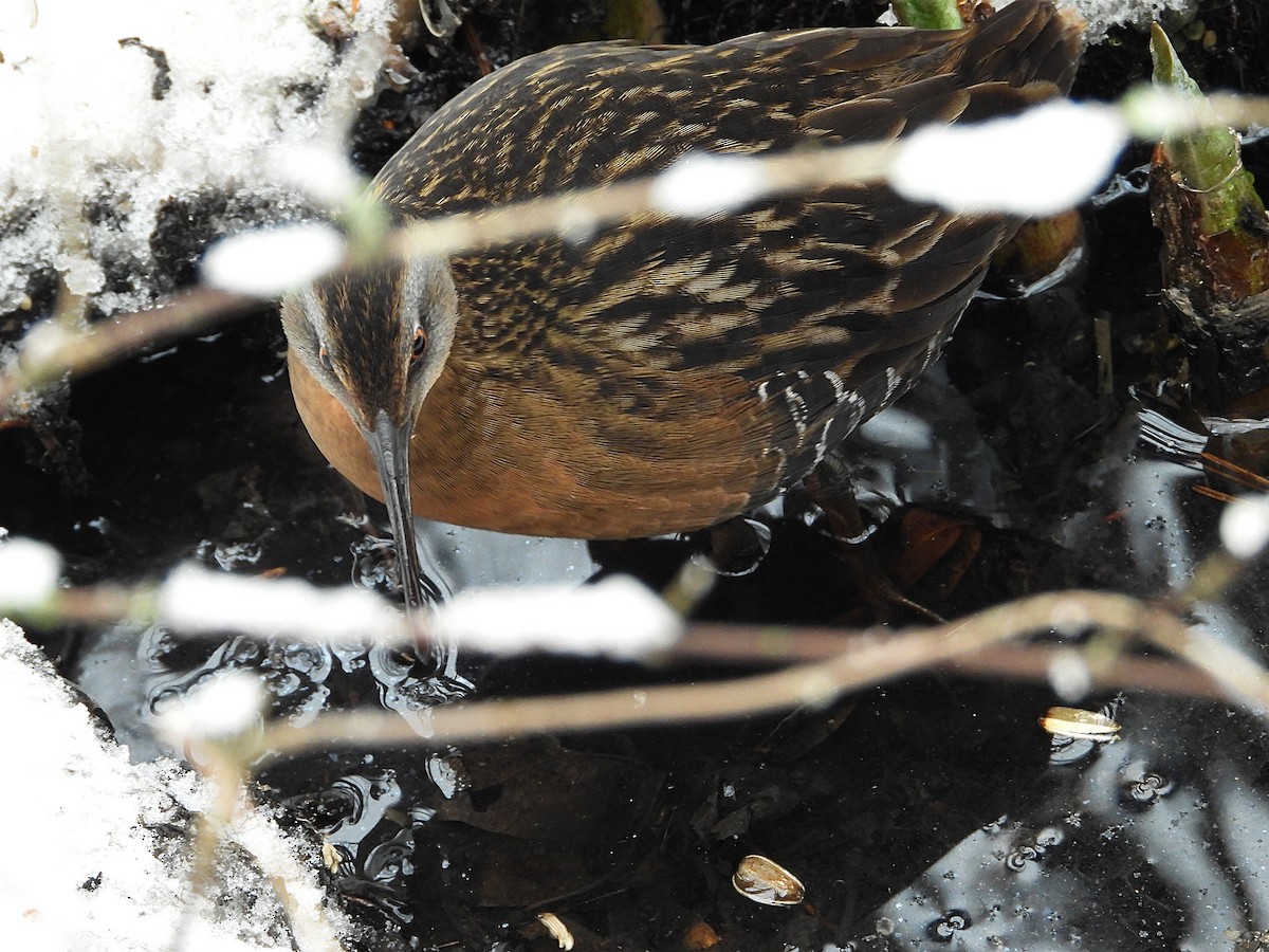 Virginia Rail - ML647257614