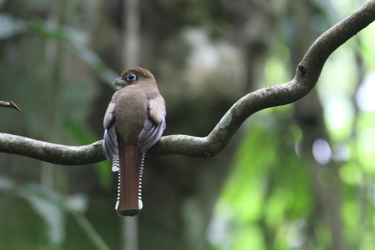 Graceful Black-throated Trogon - ML647257624