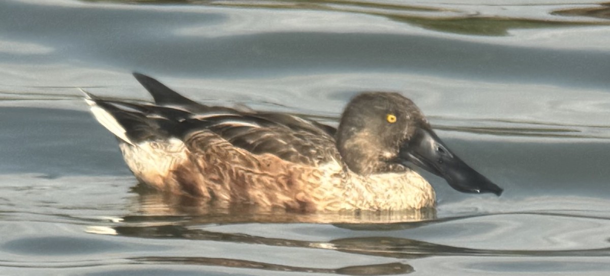 lžičák pestrý - ML647257625