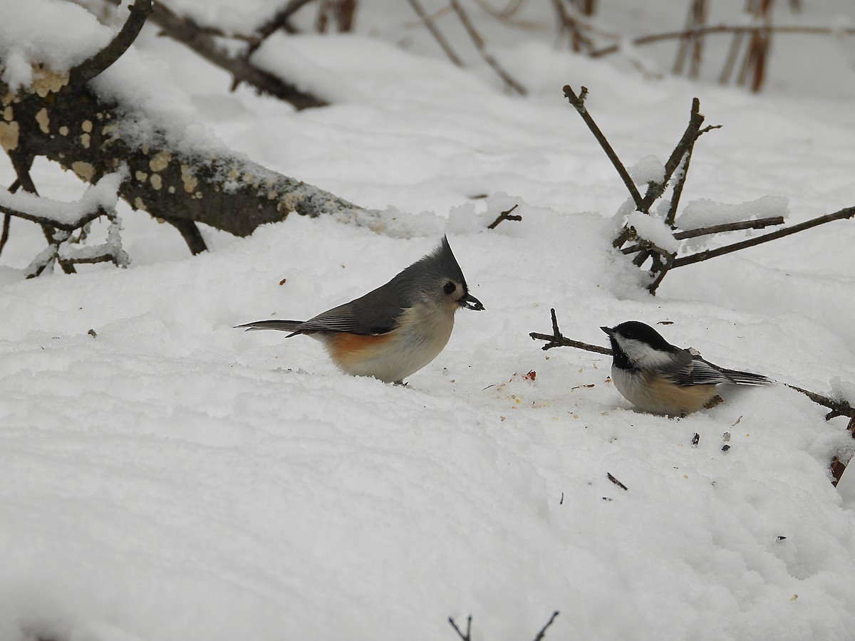 gråduskmeis - ML647257642