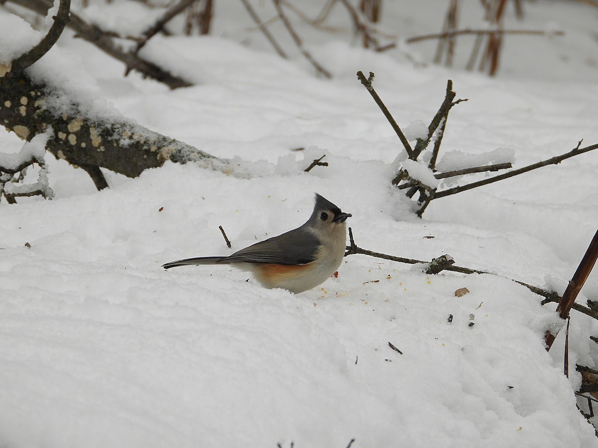 gråduskmeis - ML647257646