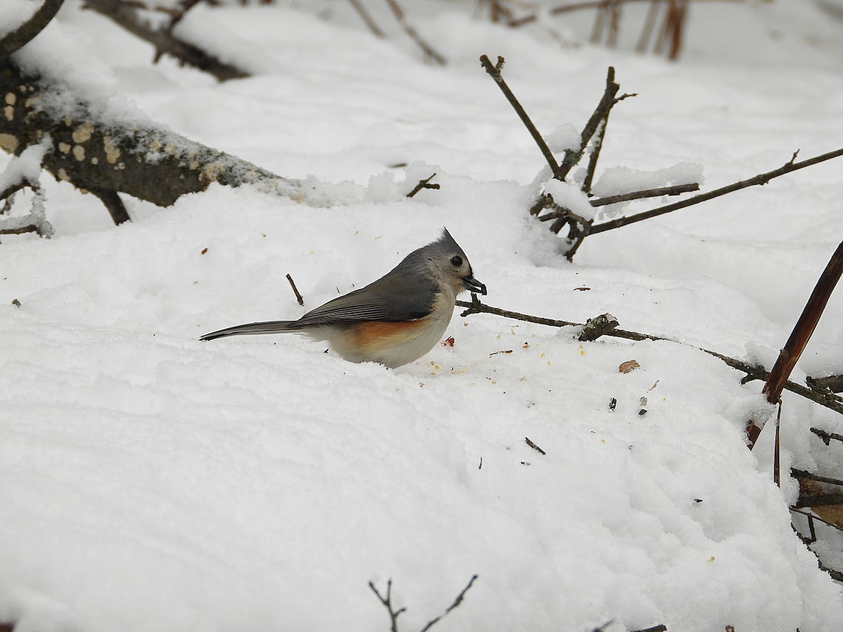 gråduskmeis - ML647257649