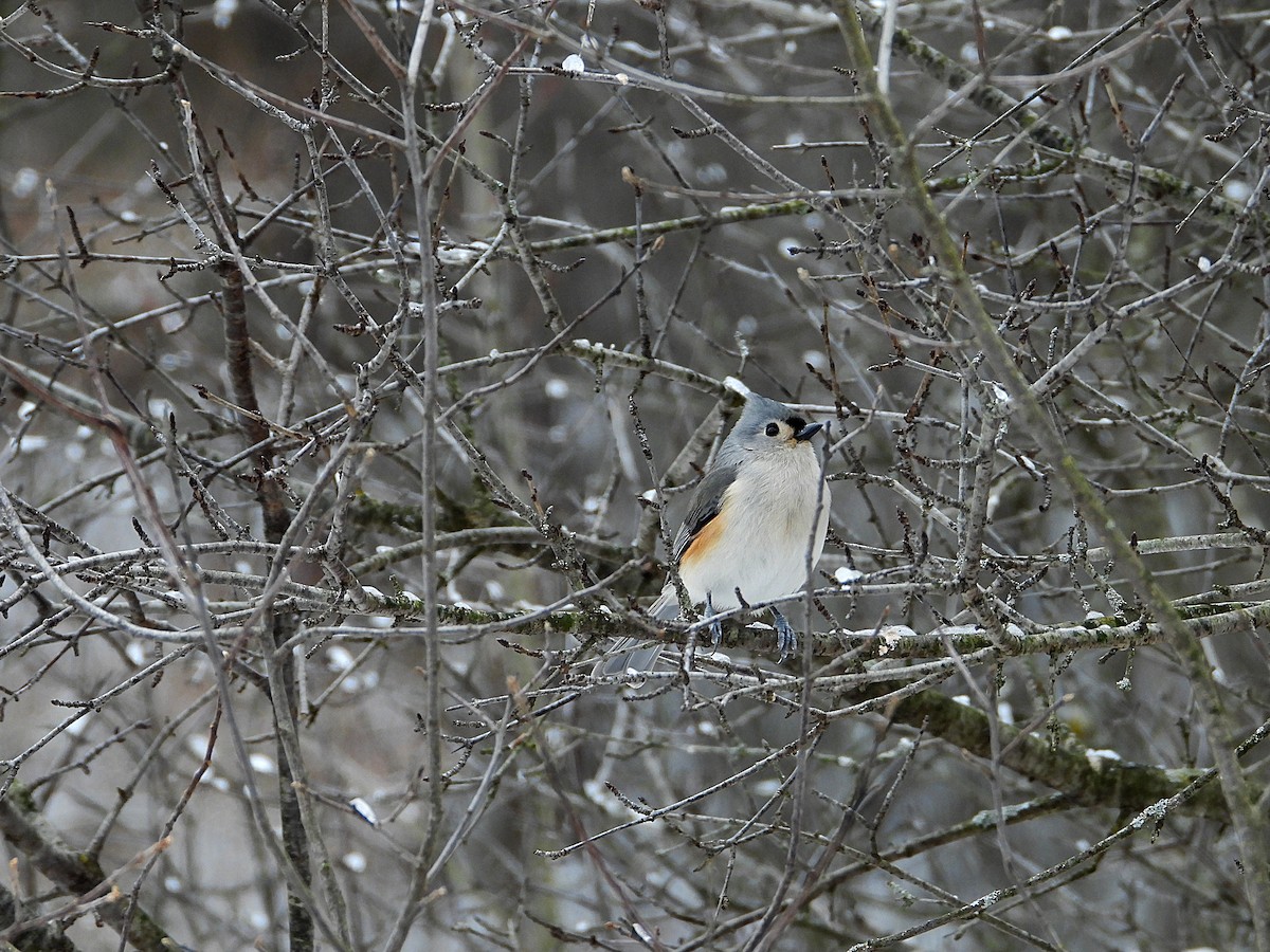 gråduskmeis - ML647257662