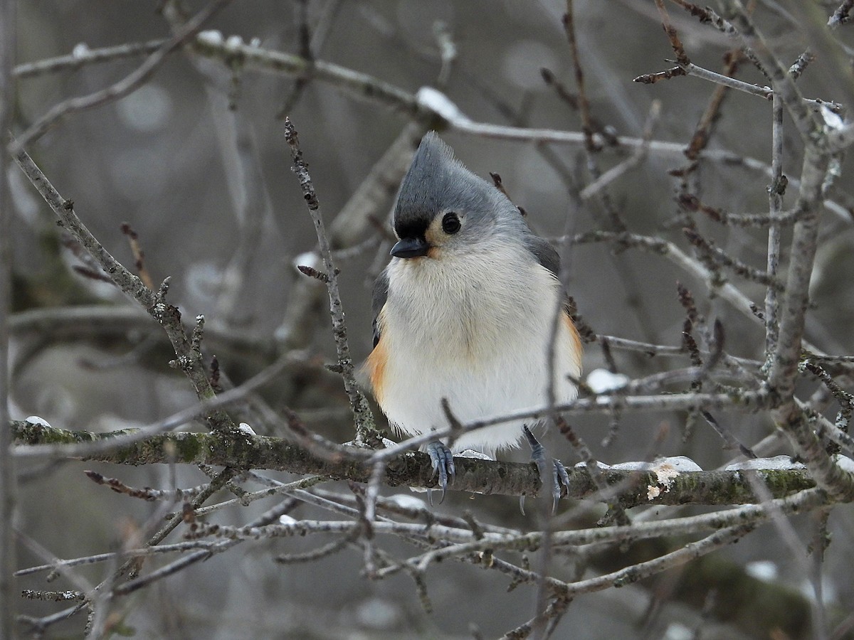 gråduskmeis - ML647257677