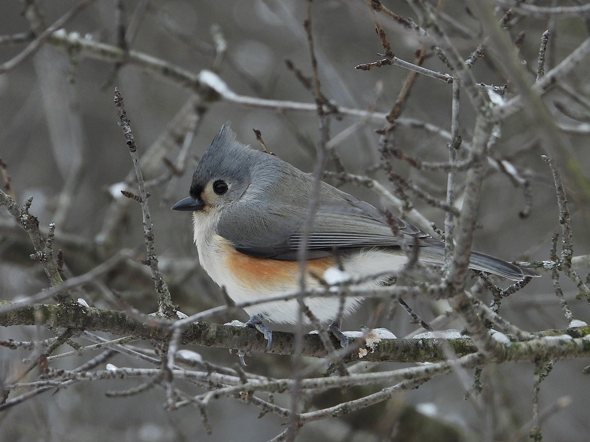 gråduskmeis - ML647257682