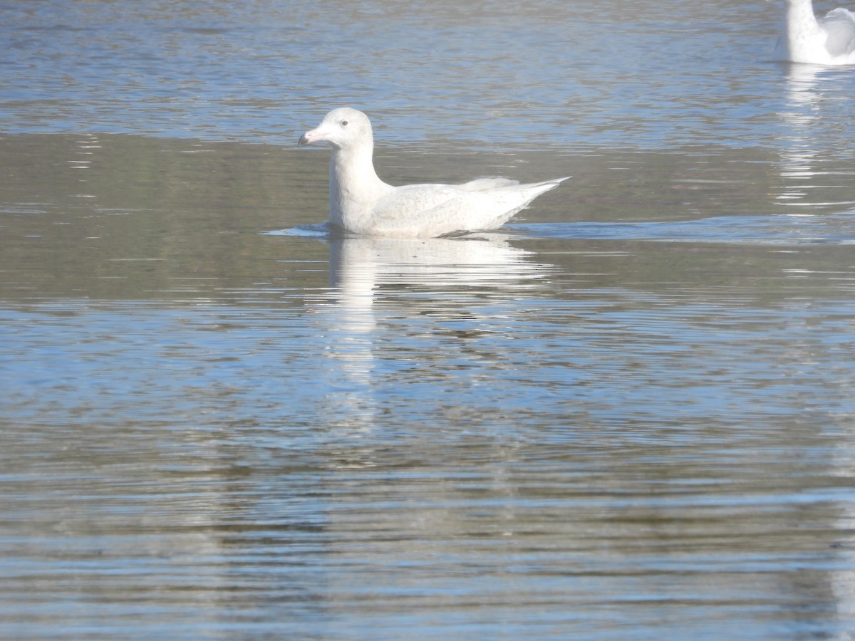 Gavión Hiperbóreo - ML647257684