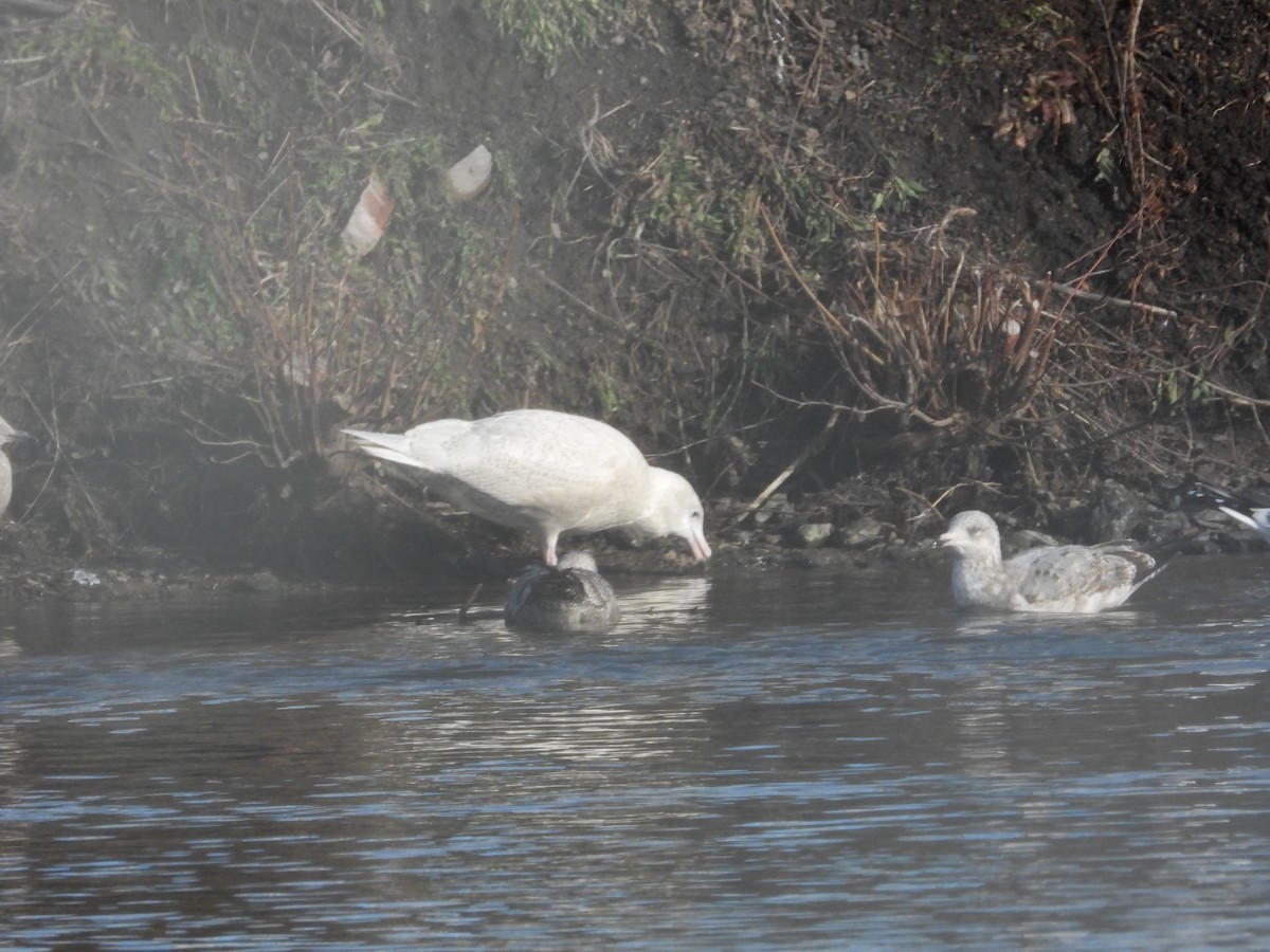 Gavión Hiperbóreo - ML647257692