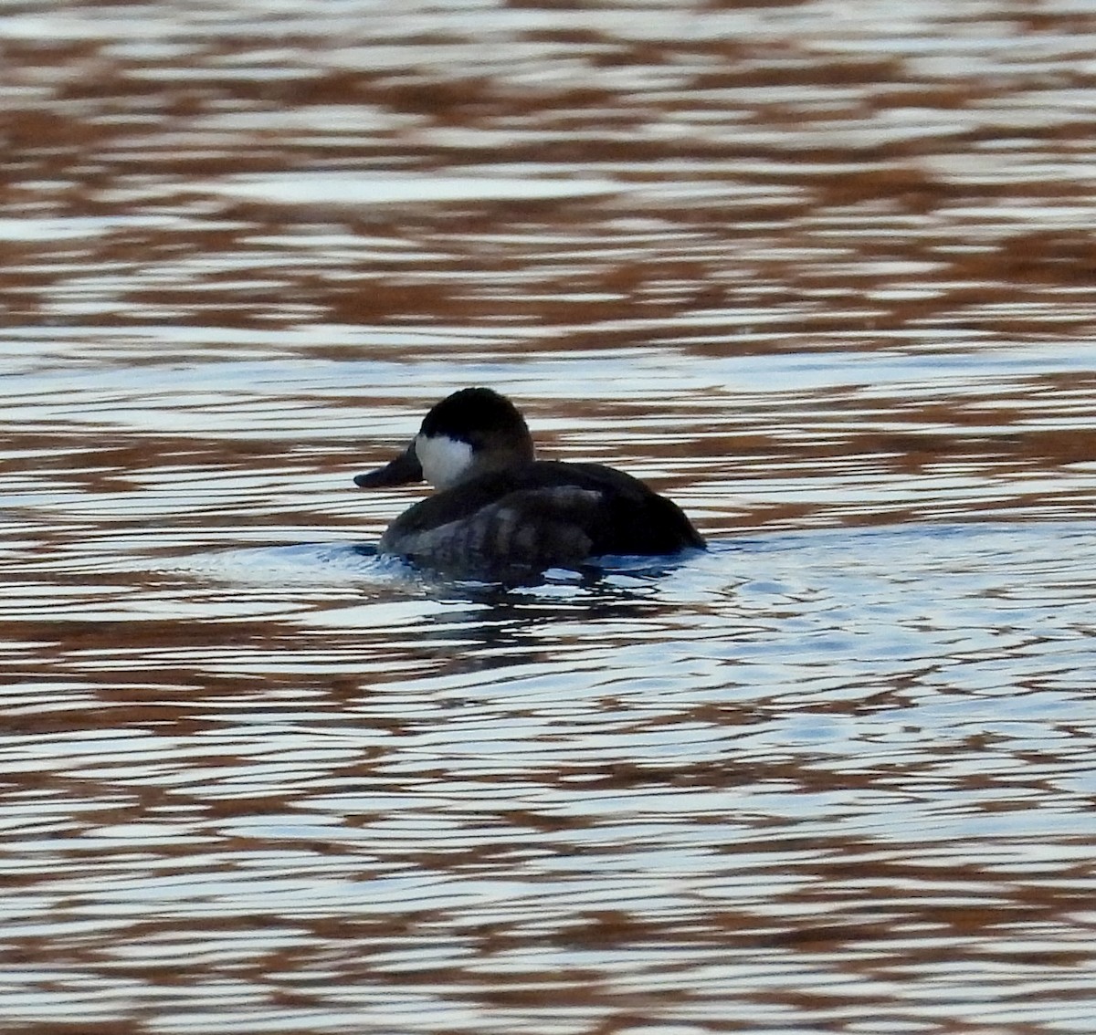 Ruddy Duck - ML647257705